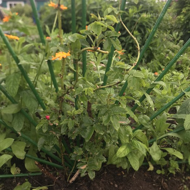 превью изображения отзыва