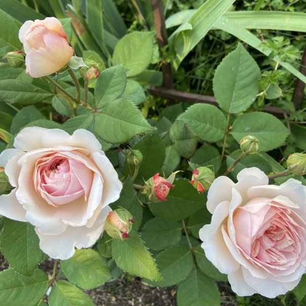 превью изображения отзыва