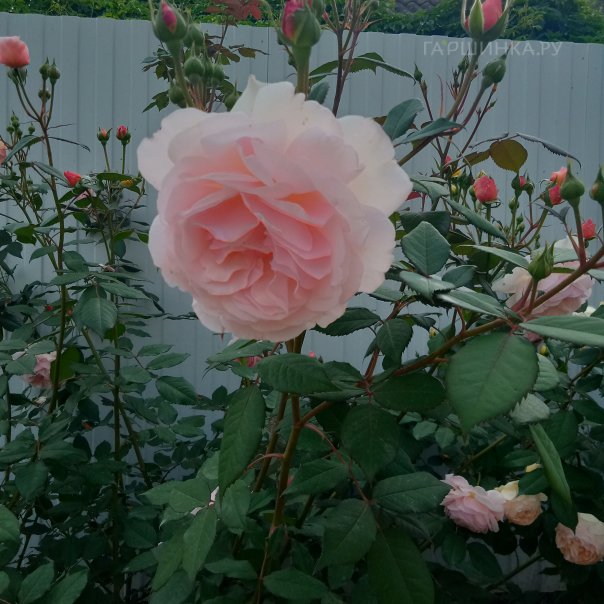 превью изображения отзыва