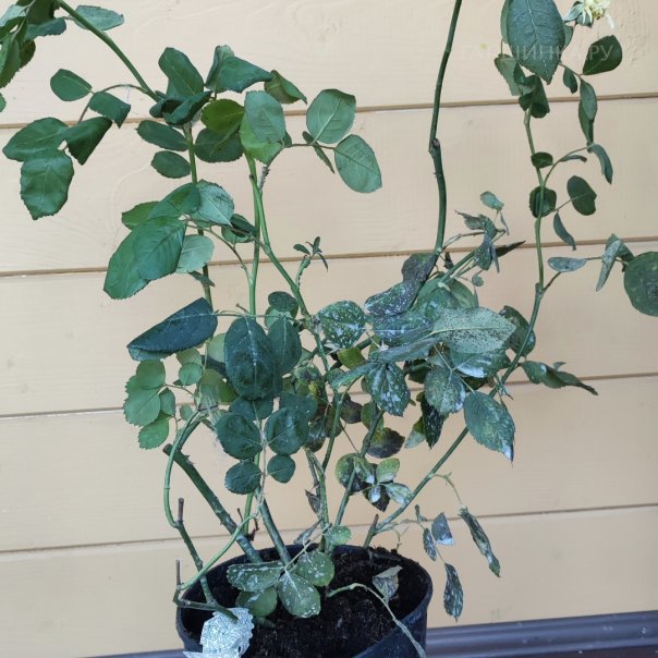 превью изображения отзыва