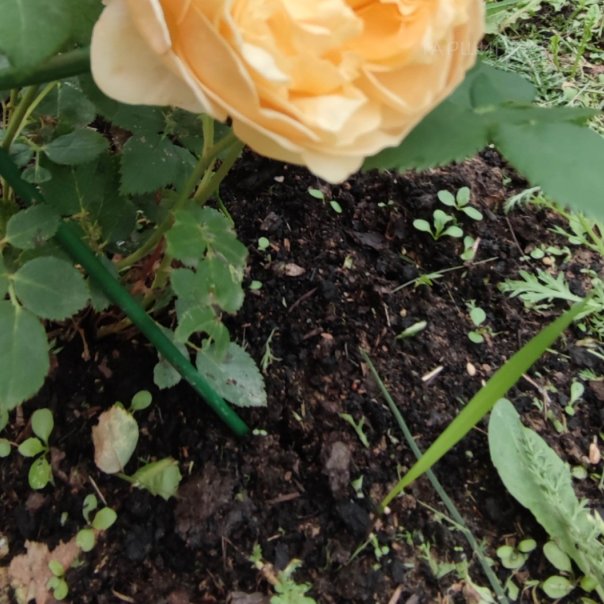 превью изображения отзыва