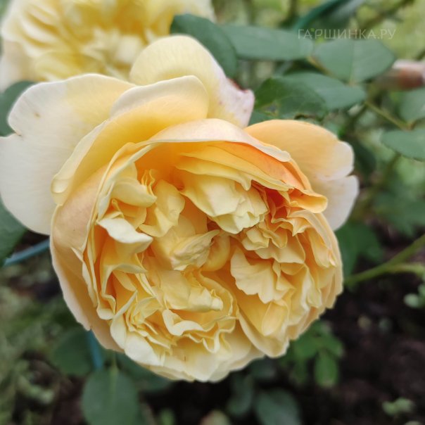 превью изображения отзыва