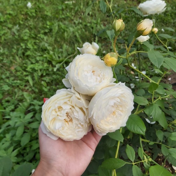 превью изображения отзыва