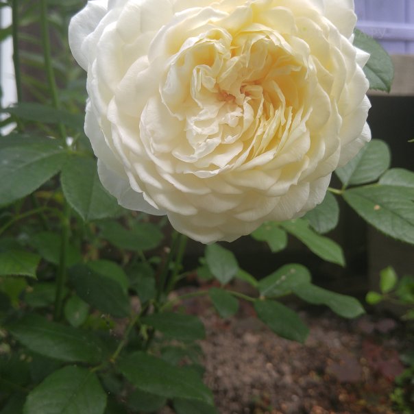 превью изображения отзыва