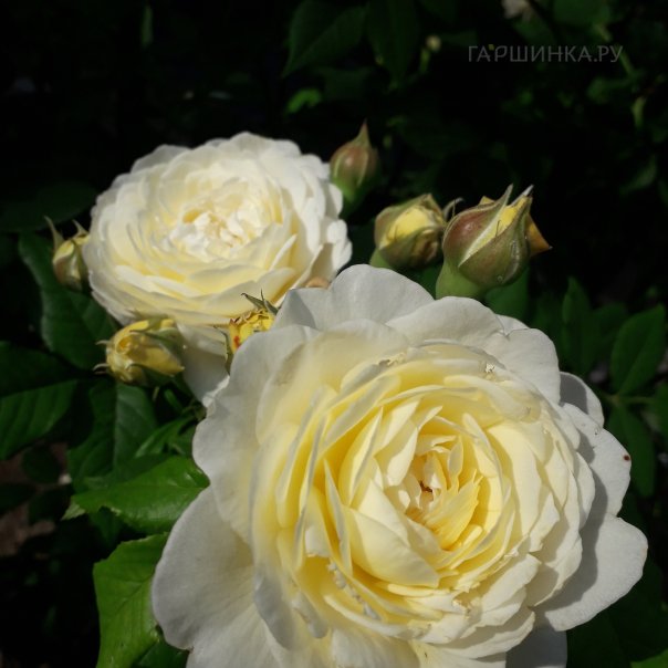 превью изображения отзыва