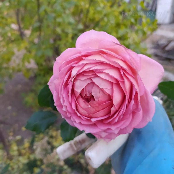 превью изображения отзыва