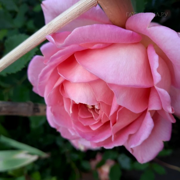 превью изображения отзыва