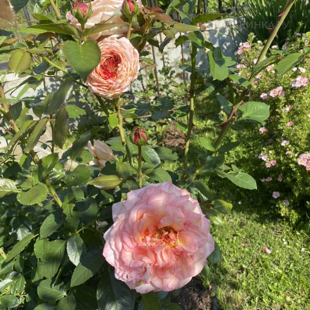 превью изображения отзыва