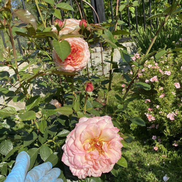 превью изображения отзыва