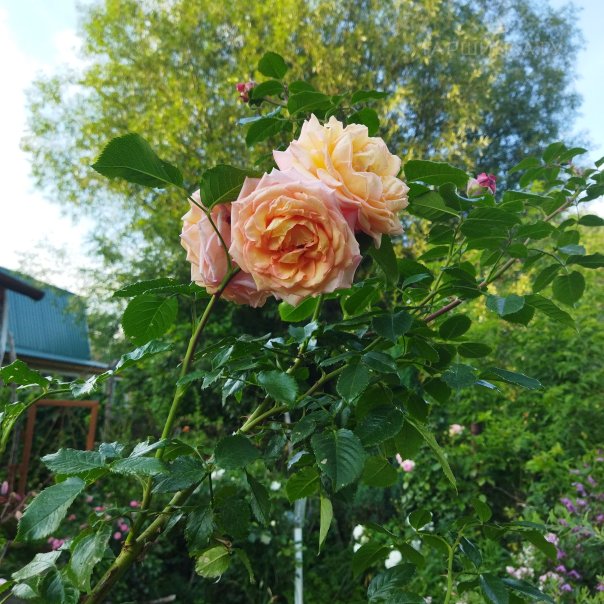 превью изображения отзыва