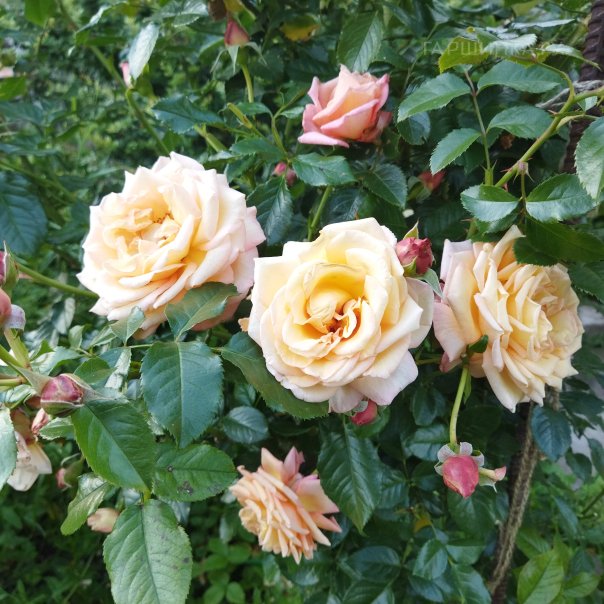 превью изображения отзыва