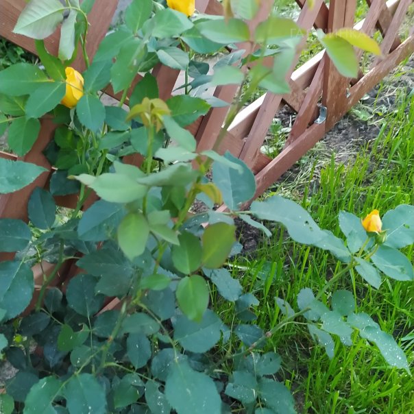 превью изображения отзыва