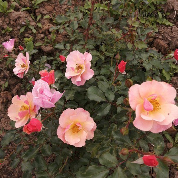 превью изображения отзыва