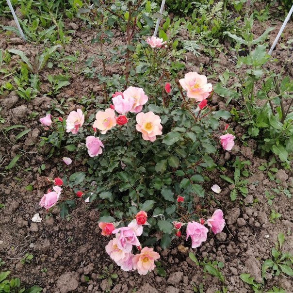 превью изображения отзыва