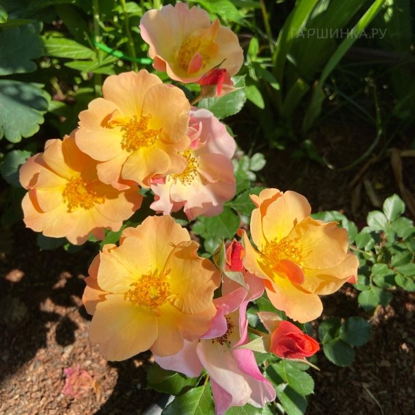 превью изображения отзыва