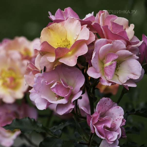 превью изображения отзыва