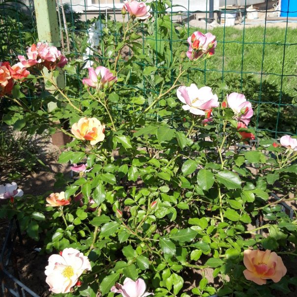 превью изображения отзыва