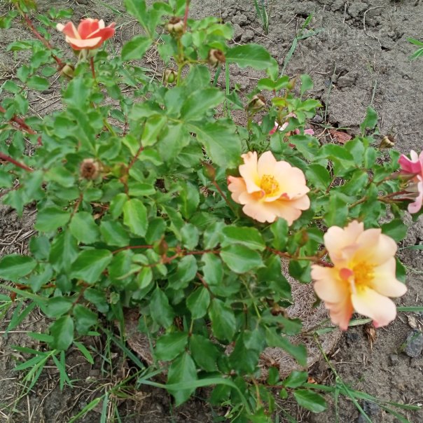 превью изображения отзыва