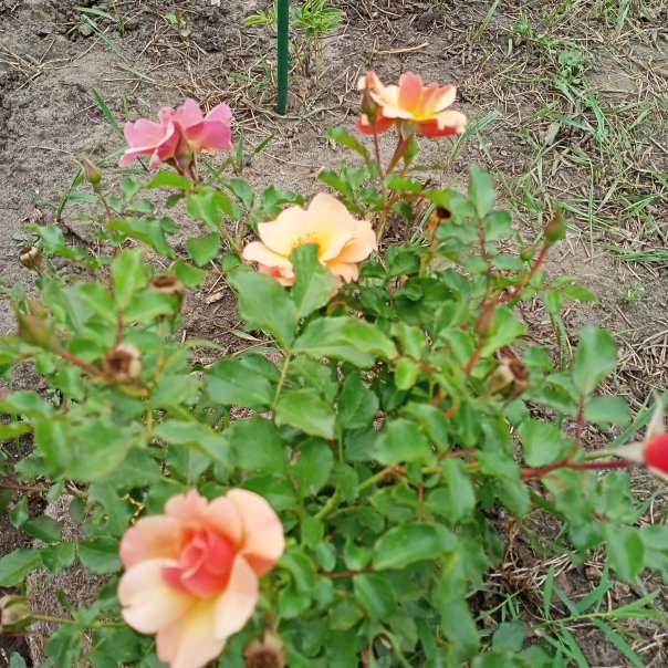 превью изображения отзыва