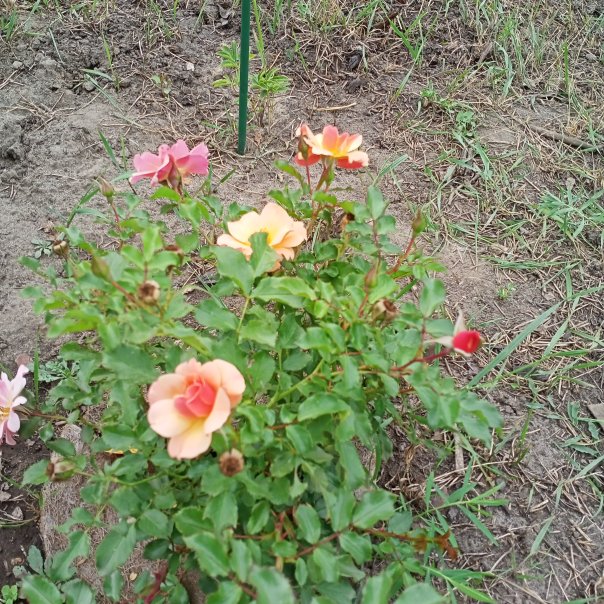 превью изображения отзыва