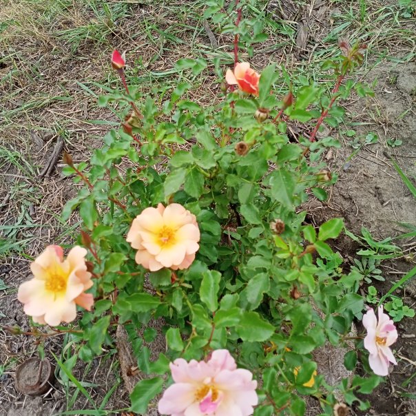 превью изображения отзыва