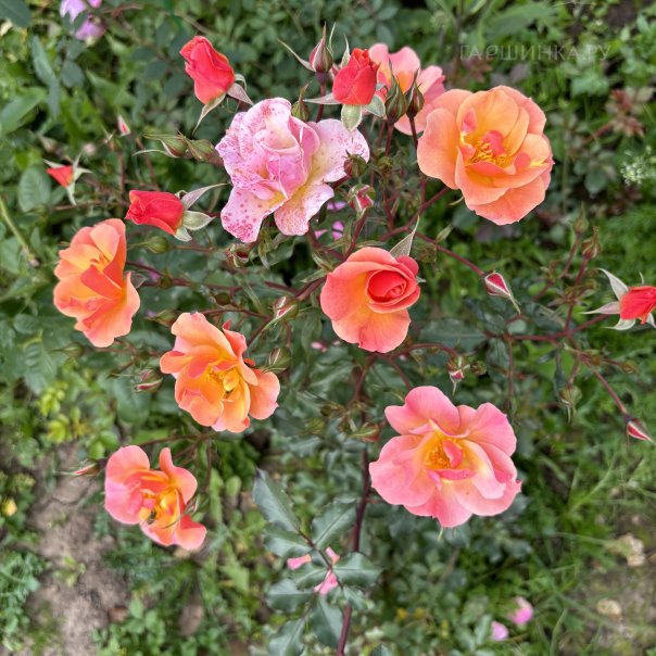 превью изображения отзыва