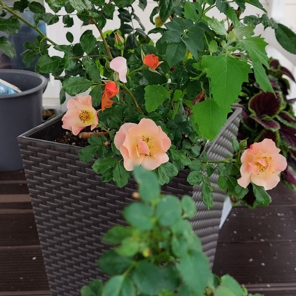 превью изображения отзыва