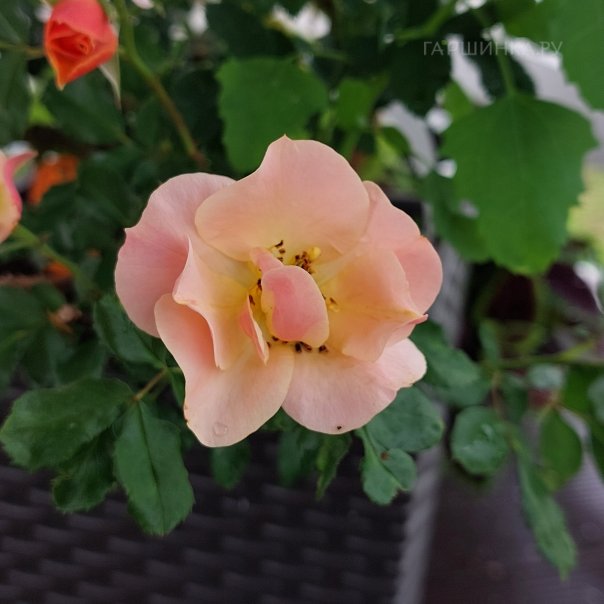 превью изображения отзыва