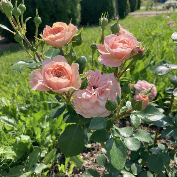 превью изображения отзыва