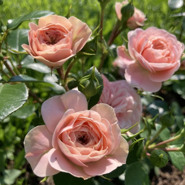 превью изображения отзыва