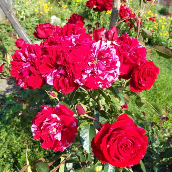 превью изображения отзыва