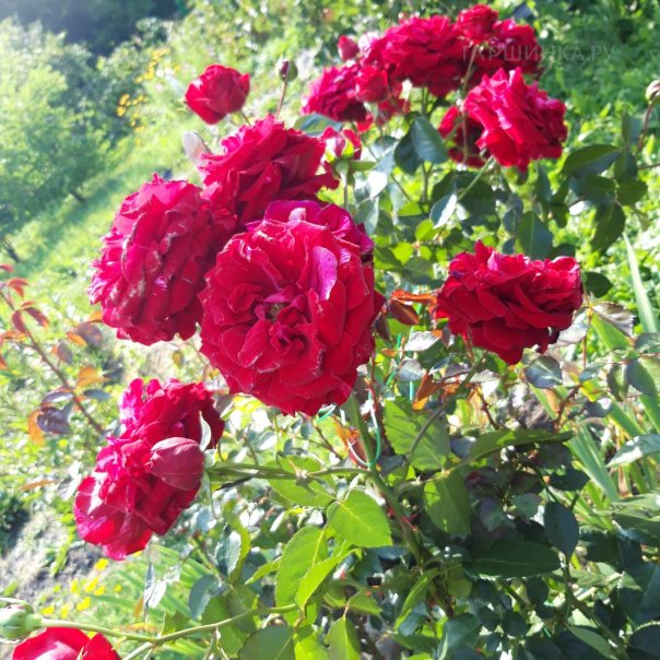 превью изображения отзыва