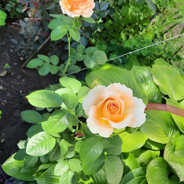 превью изображения отзыва