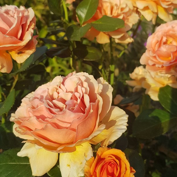 превью изображения отзыва