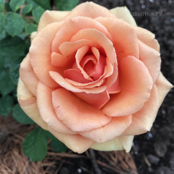 превью изображения отзыва