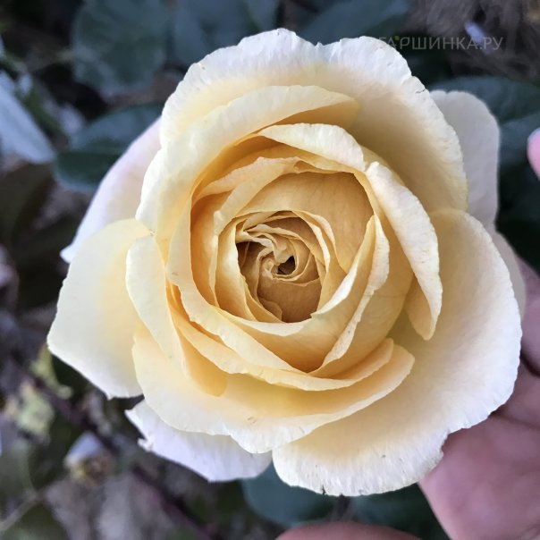 превью изображения отзыва