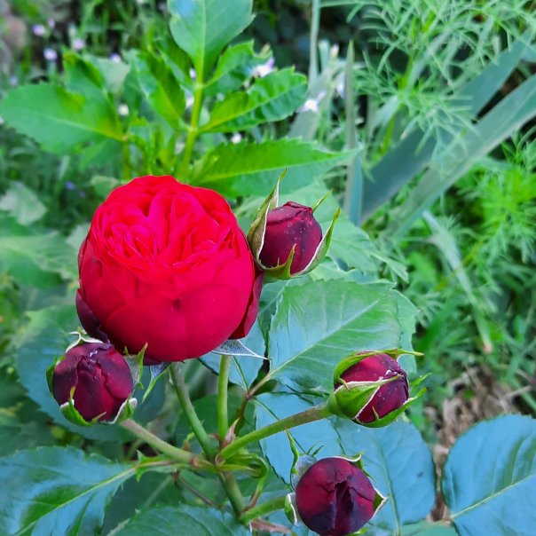 превью изображения отзыва