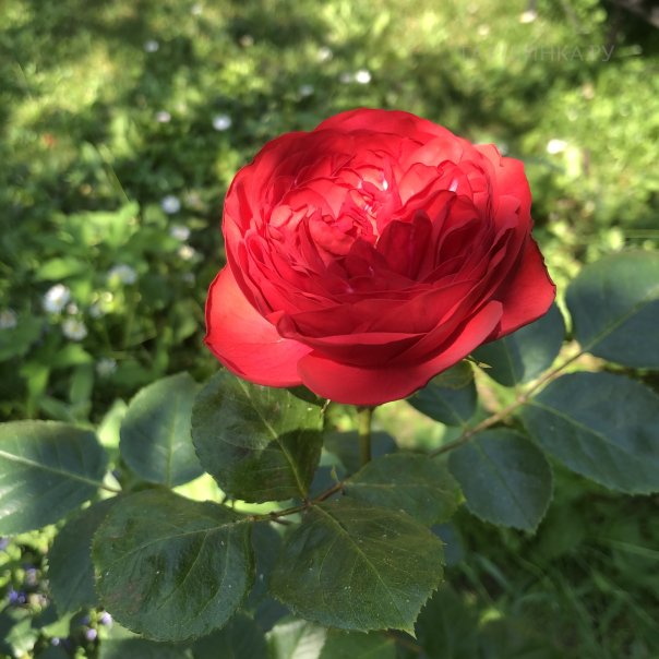 превью изображения отзыва