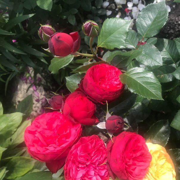 превью изображения отзыва