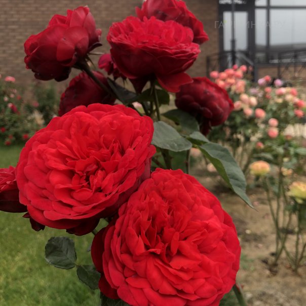 превью изображения отзыва