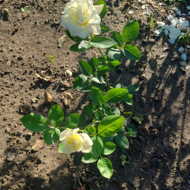 превью изображения отзыва