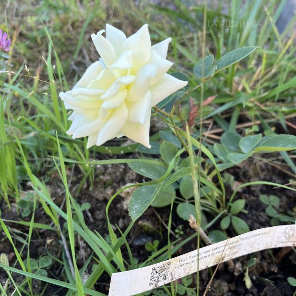 превью изображения отзыва