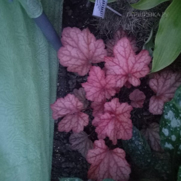 превью изображения отзыва