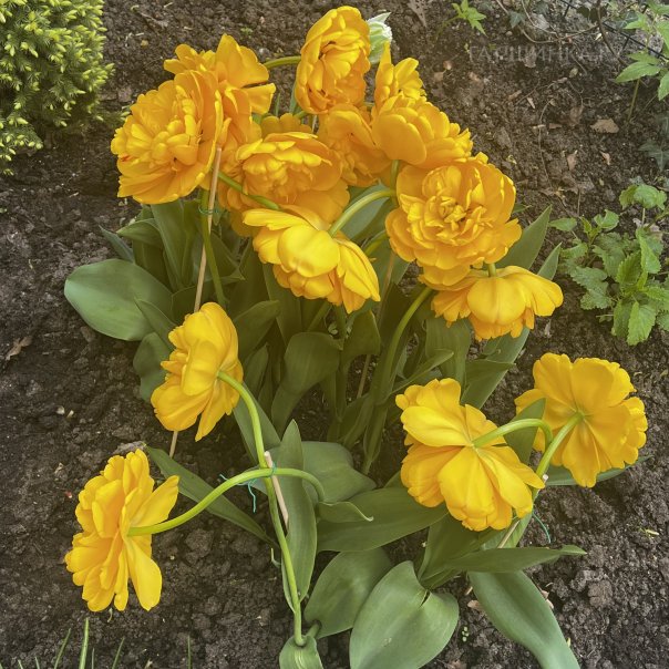 превью изображения отзыва