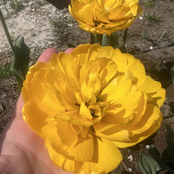 превью изображения отзыва