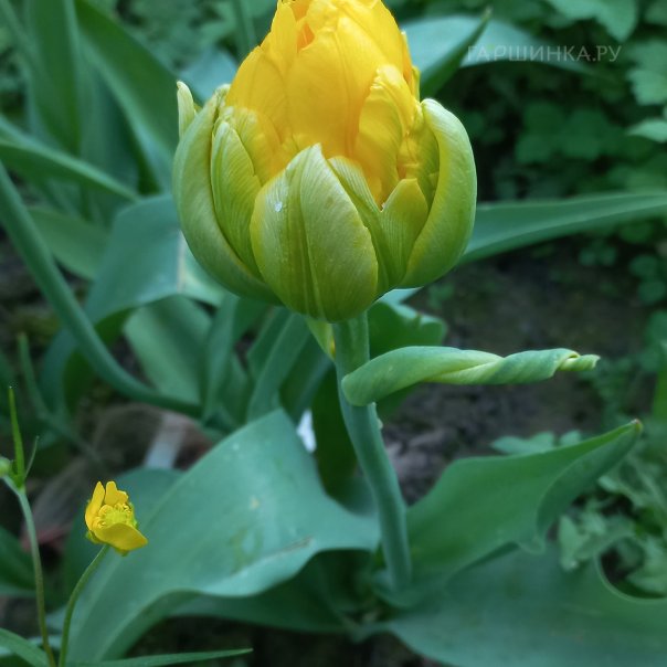 превью изображения отзыва