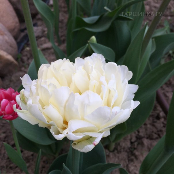 превью изображения отзыва