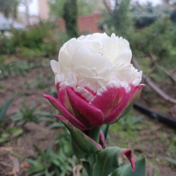 превью изображения отзыва