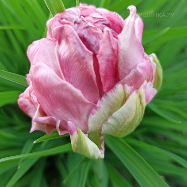 превью изображения отзыва