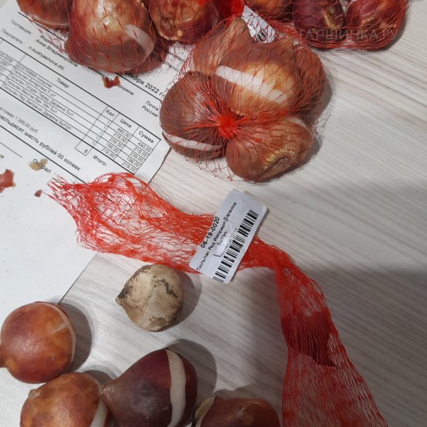 превью изображения отзыва